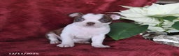 Boston Terrier dogs for sale: Bonnie - Ad 2