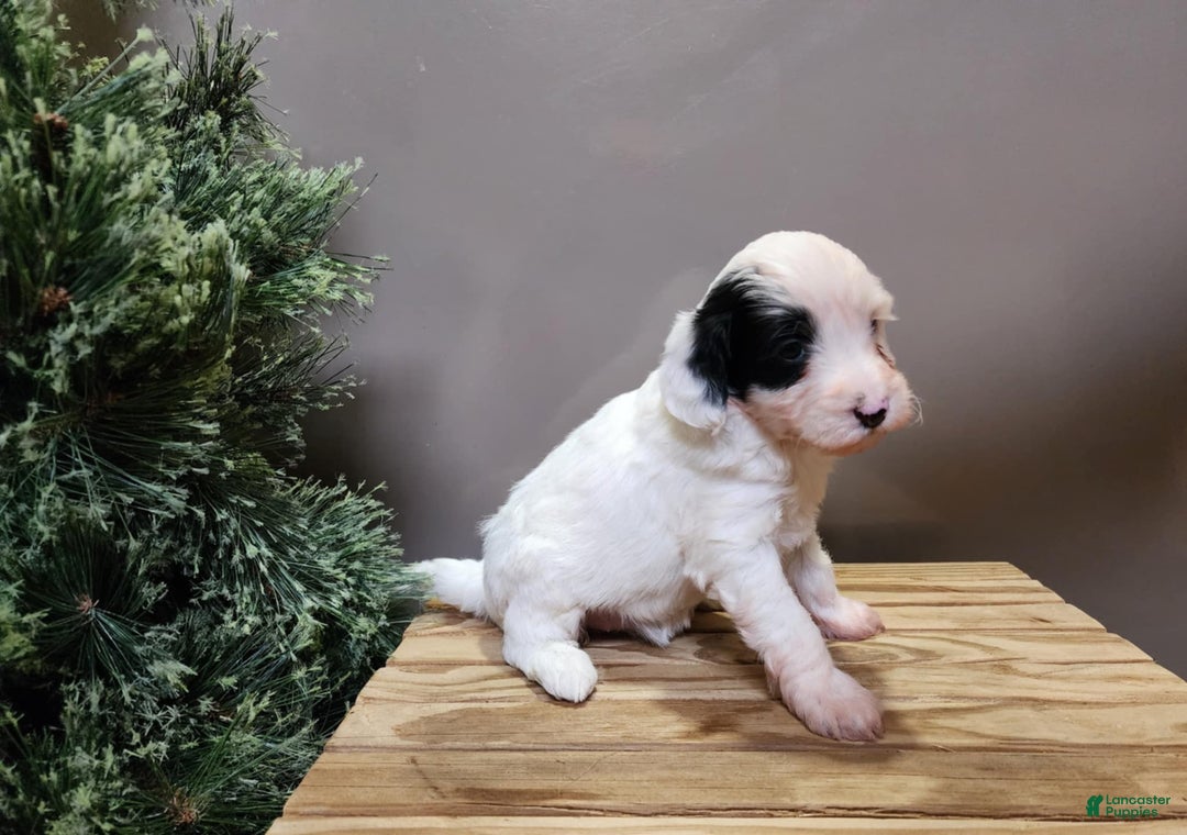 Mini Bernedoodle dogs for sale: Sparkle - Ad 14