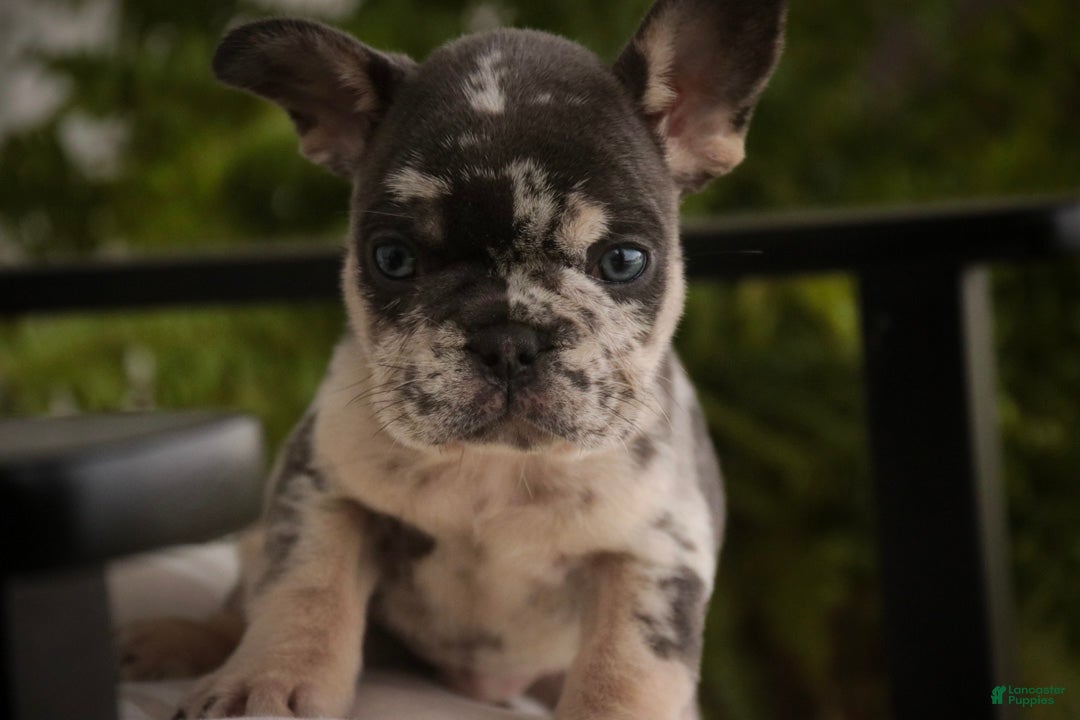 French Bulldog dogs Sawyer French Bulldog  - Ad 2
