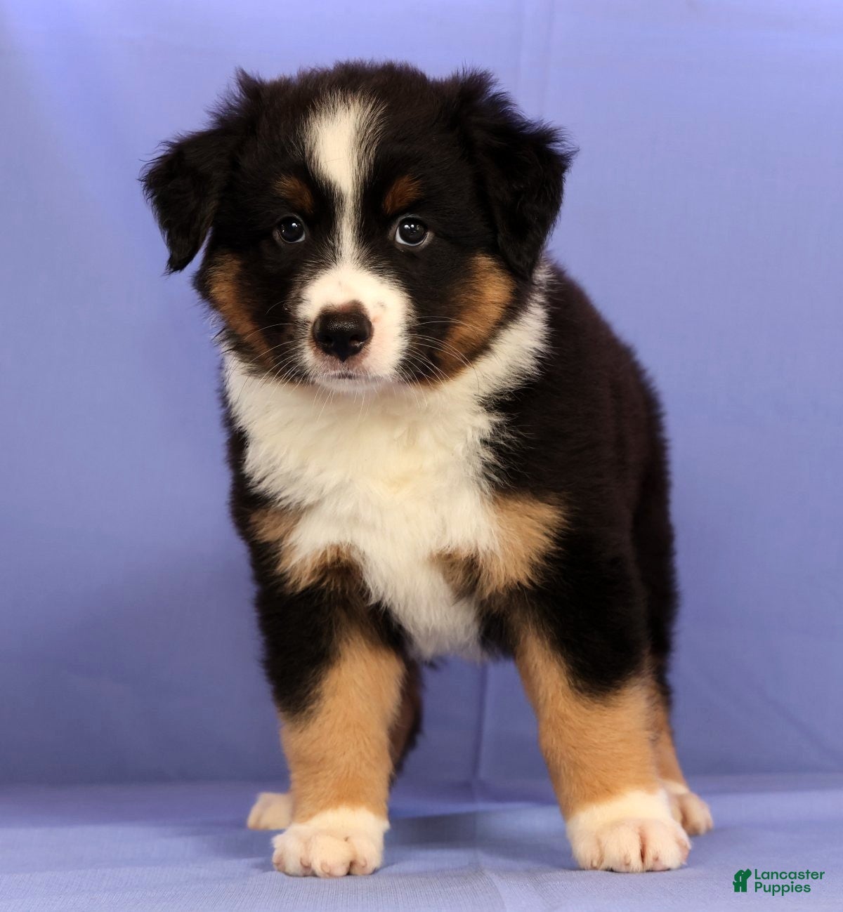 Miniature Australian Shepherd dogs Benny - Ad 1