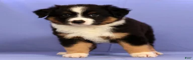 Benny