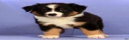 Miniature Australian Shepherd dogs for sale: Benny - Ad 1