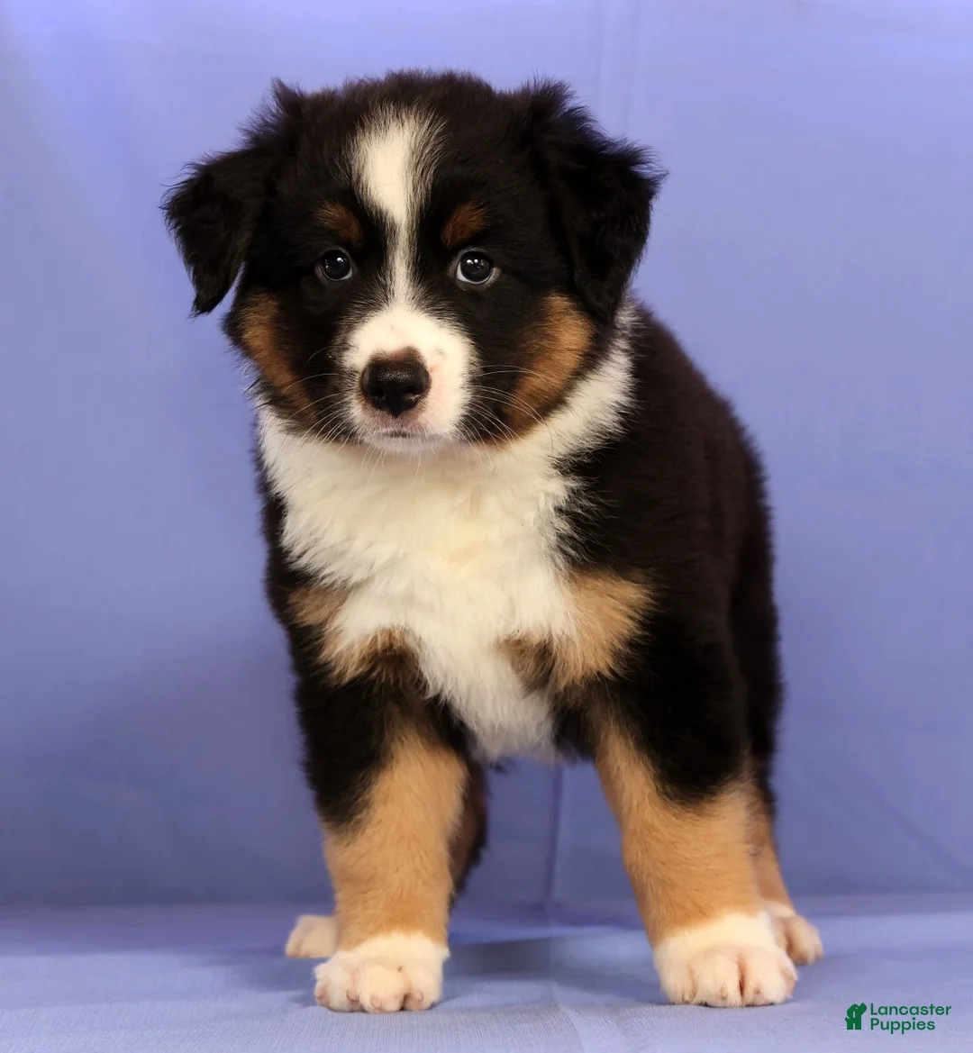Miniature Australian Shepherd dogs for sale: Benny - Ad 1