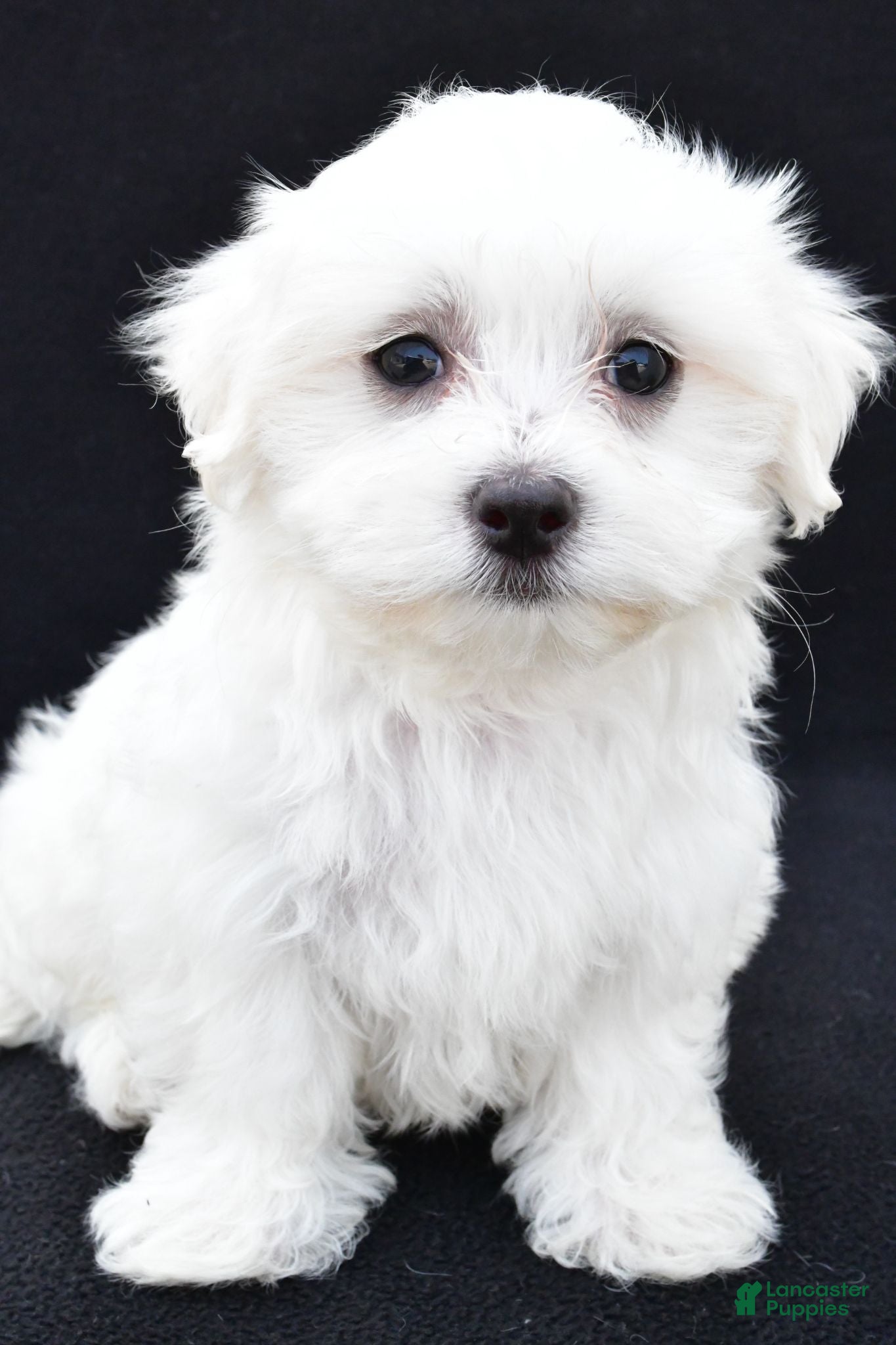 Maltese dogs Cash - Ad 2