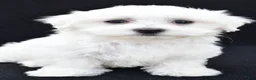 Maltese dogs for sale: Cash - Ad 2