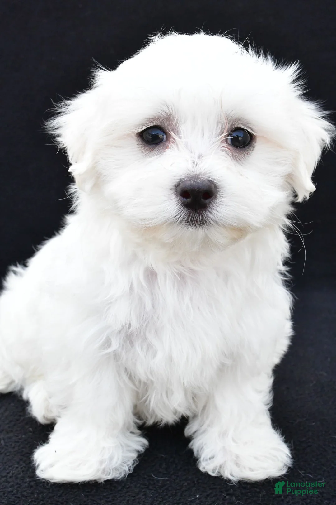 Maltese dogs for sale: Cash - Ad 2
