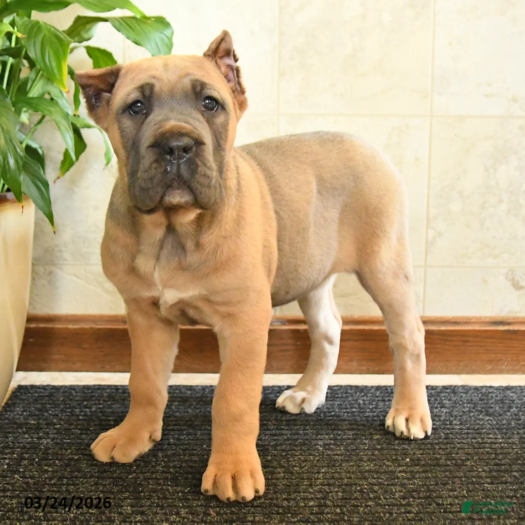 Cane Corso dogs for sale: Whisper - Ad 1