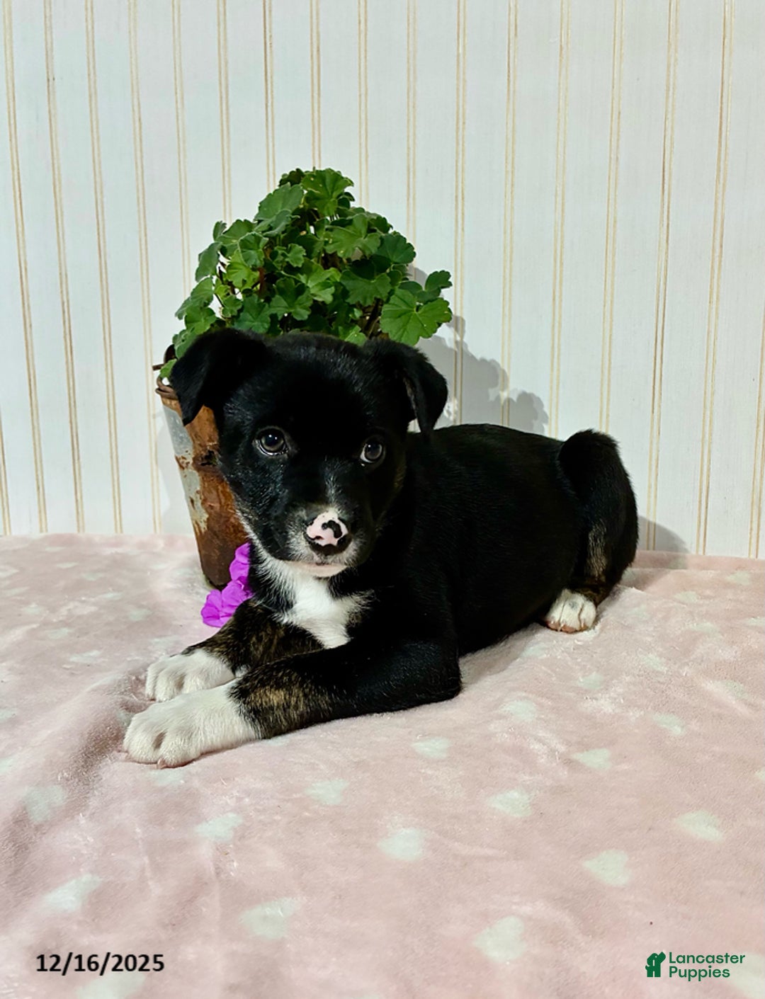 Mixed Breed dogs for sale: Maddie - Ad 3