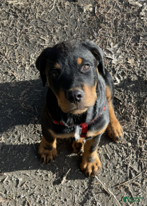 Rottweiler dogs for sale: Rottweiler 3 - Ad 14