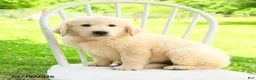 Mixed Breed dogs for sale: Auden - Ad 5