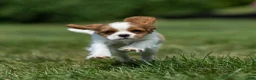 Cavalier King Charles Spaniel dogs for sale: Ranger Cavalier King Charles Spaniel  - Ad 5