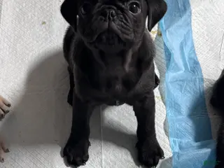 Pug dogs Pug Puppy 2 - Ad 8