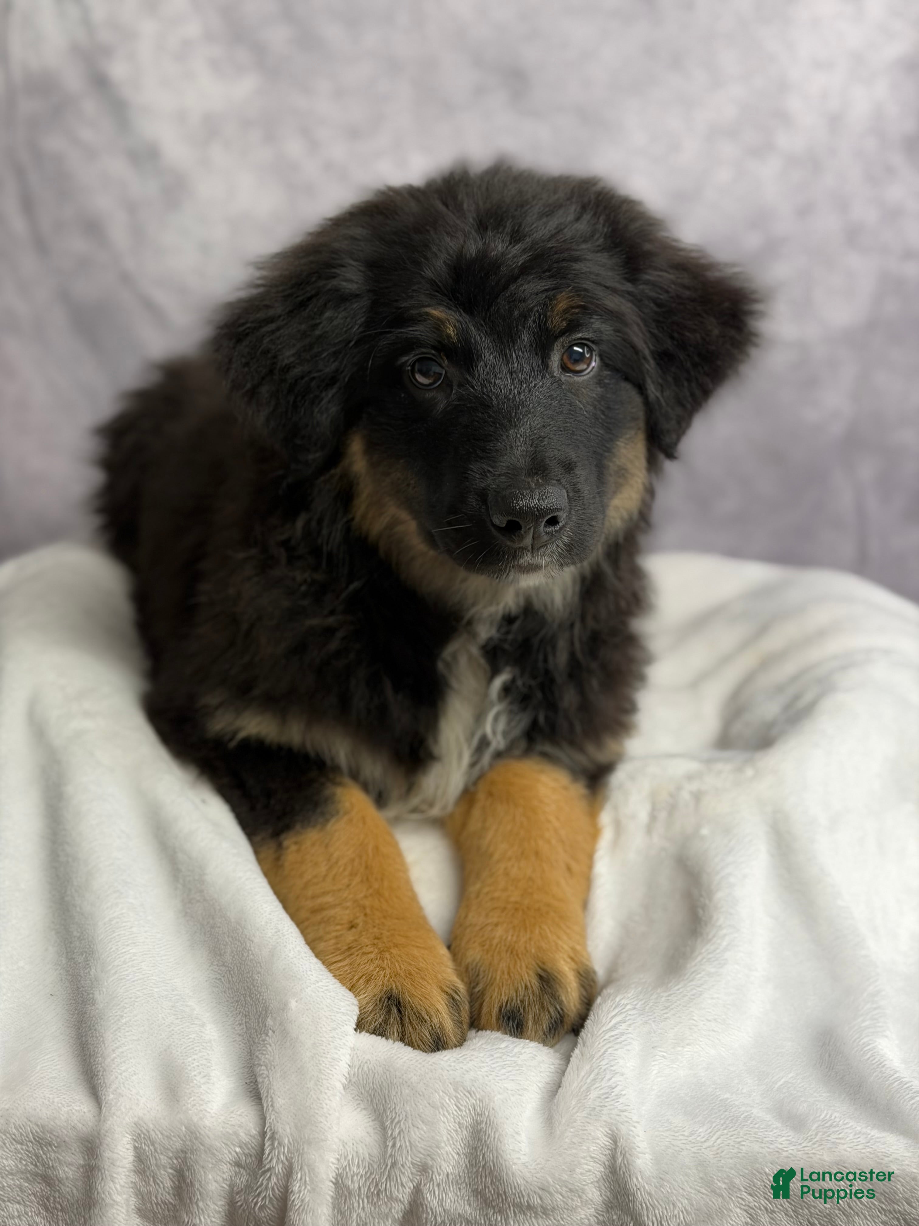 Australian Shepherd dogs Australian Shepherd chocolate chip  - Ad 1