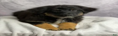 Australian Shepherd chocolate chip 