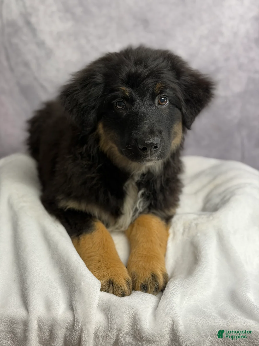 Australian Shepherd dogs for sale: Australian Shepherd chocolate chip  - Ad 1