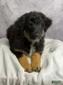 Australian Shepherd chocolate chip