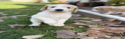 Goldendoodle dogs for sale: Chio  - Ad 2