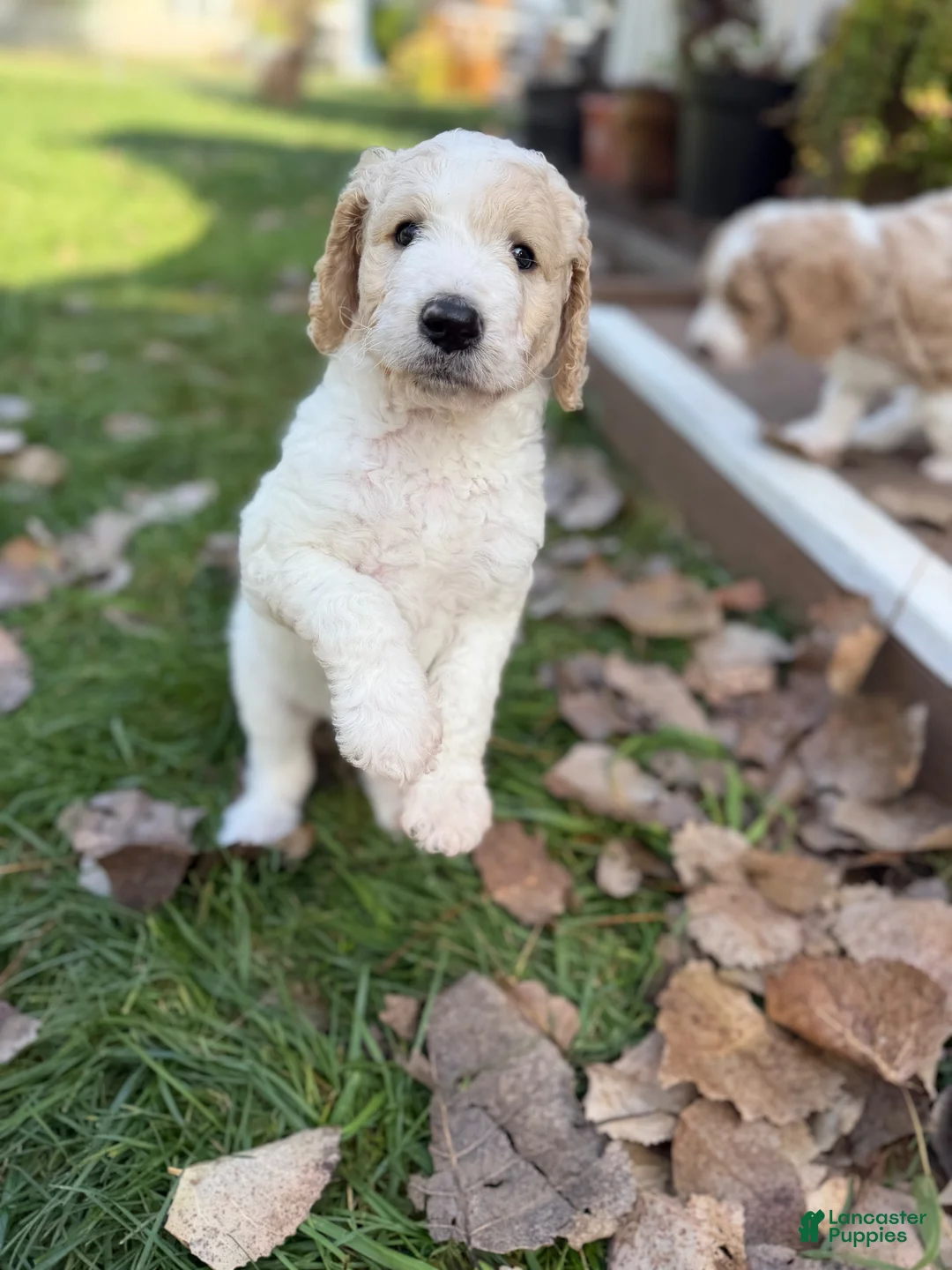 Goldendoodle dogs for sale: Chio  - Ad 2