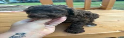 Standard Poodle dogs for sale: Standard Poodle (mocha) - Ad 4
