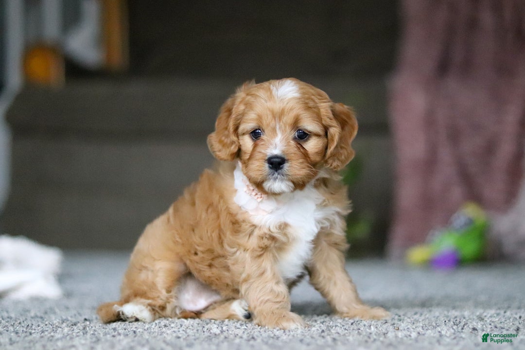 Cavalier King Charles Spaniel dogs for sale: Callie - Ad 2