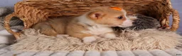Welsh Corgi Pembroke dogs for sale: Carter  - Ad 3