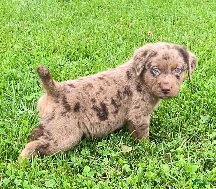 Mixed Breed dogs Jackson - Ad 2