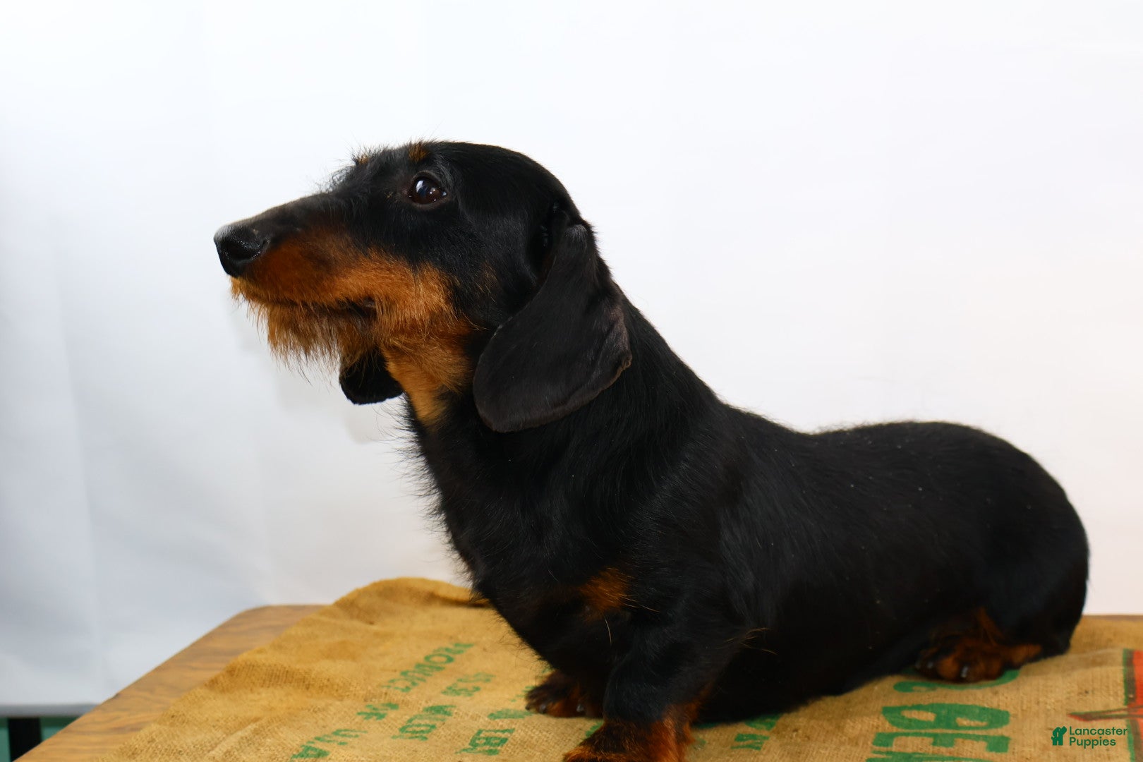 Dachshund dogs Dachshund Puppy 1 - Ad 2