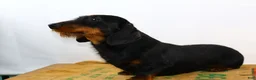 Dachshund dogs for sale: Dachshund Puppy 1 - Ad 2