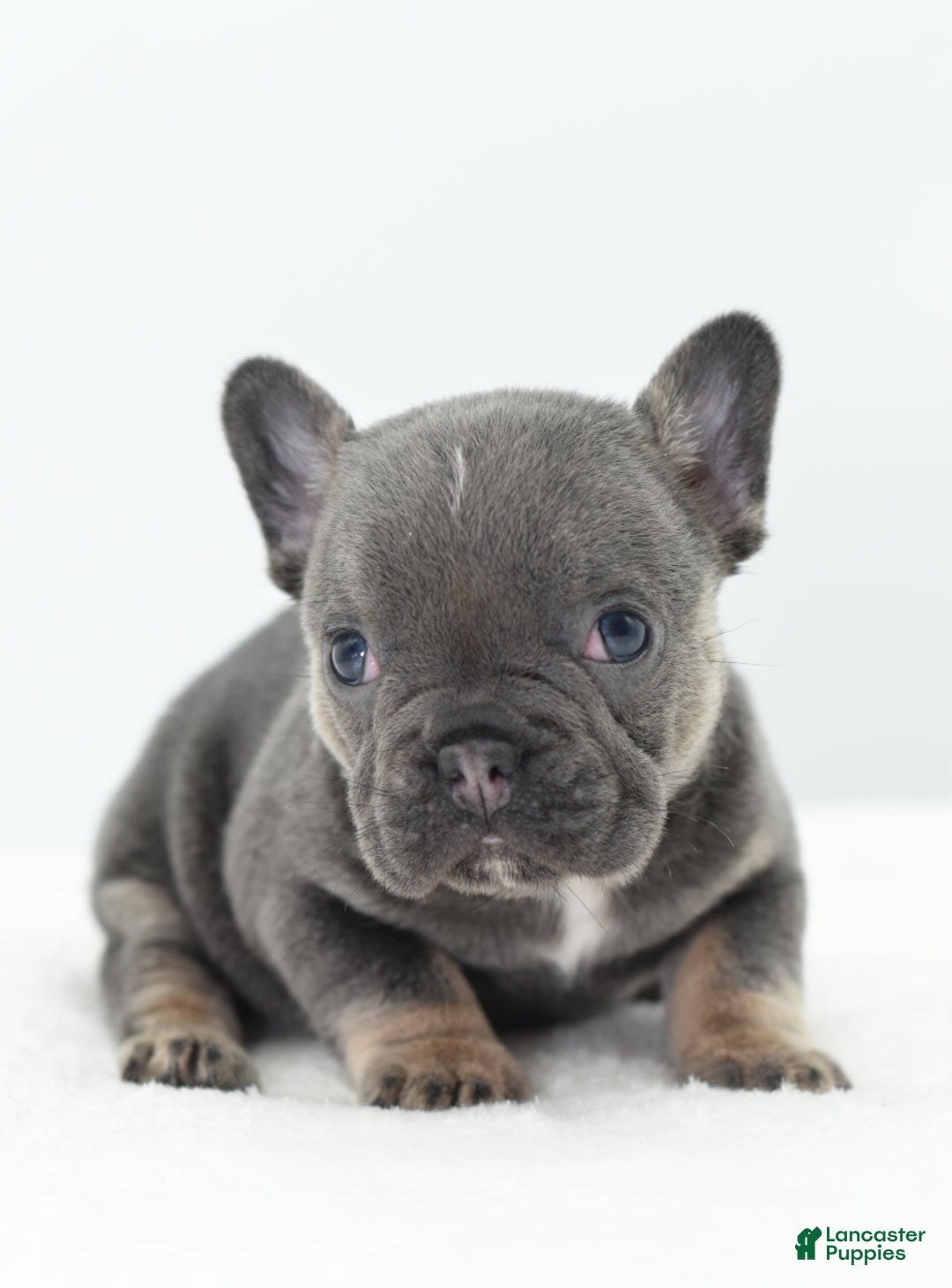 Mixed Breed dogs for sale: Queen lilac tricolor  - Ad 24