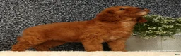 Mini Goldendoodle dogs for sale: Tina - Ad 5