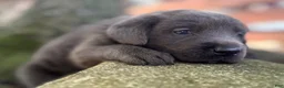 Labrador Retriever dogs for sale: Labrador Retriever 1 - Ad 12