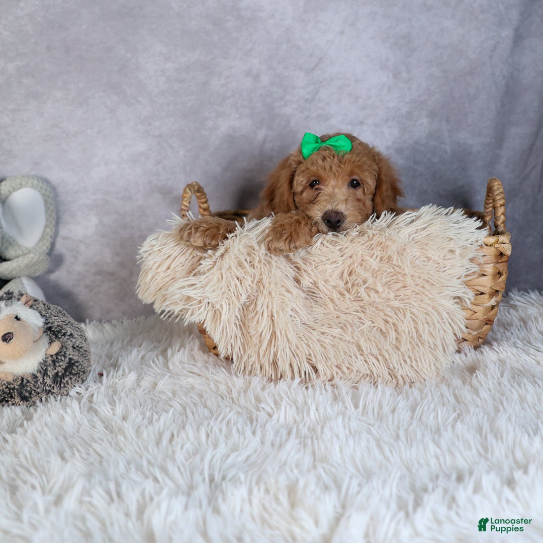 Shihpoo dogs for sale: Elmo - Ad 6