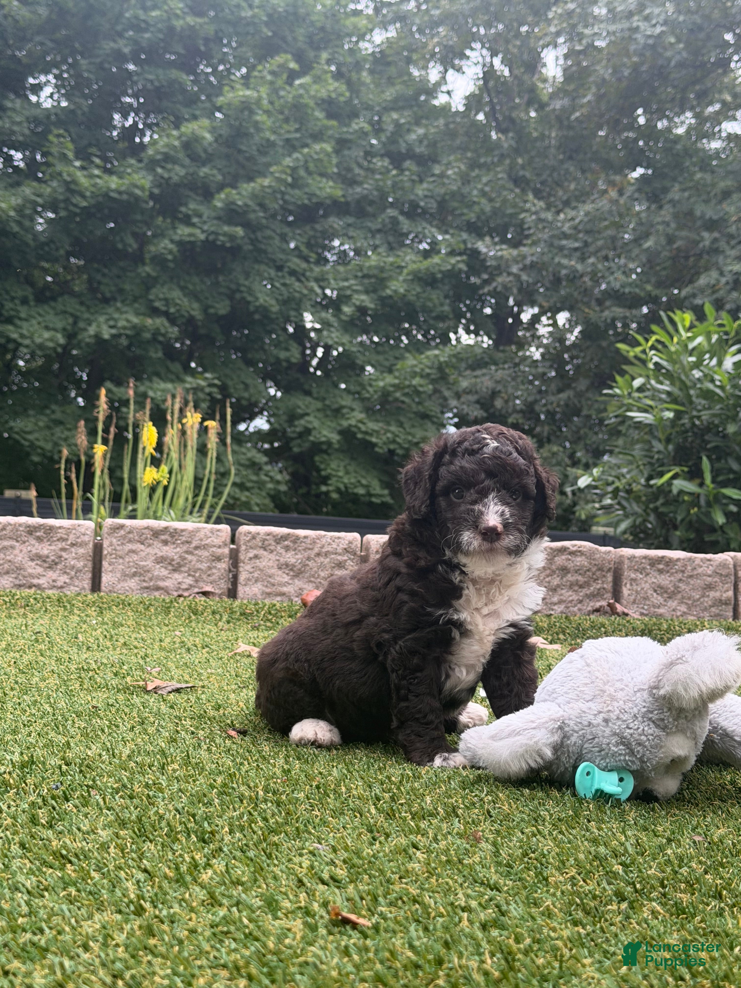 Aussiedoodle dogs Riley - Ad 1