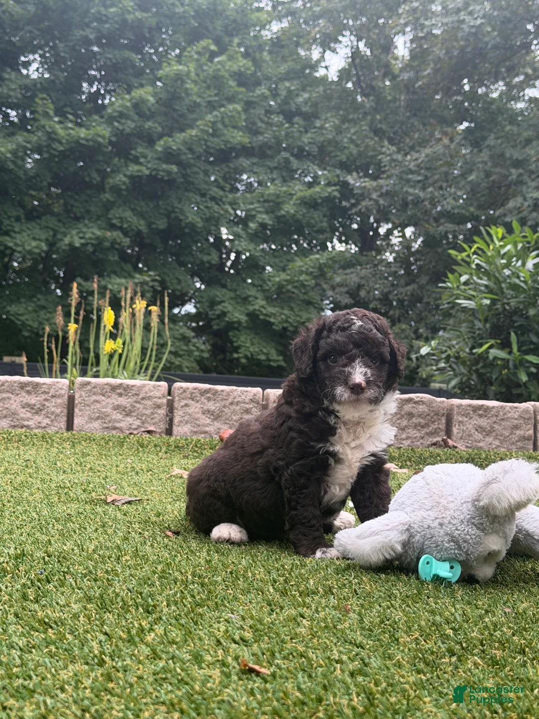 Aussiedoodle dogs for sale: Riley - Ad 1
