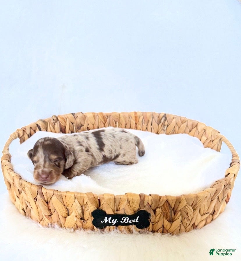 Miniature Dachshund dogs Jasper  - Ad 5