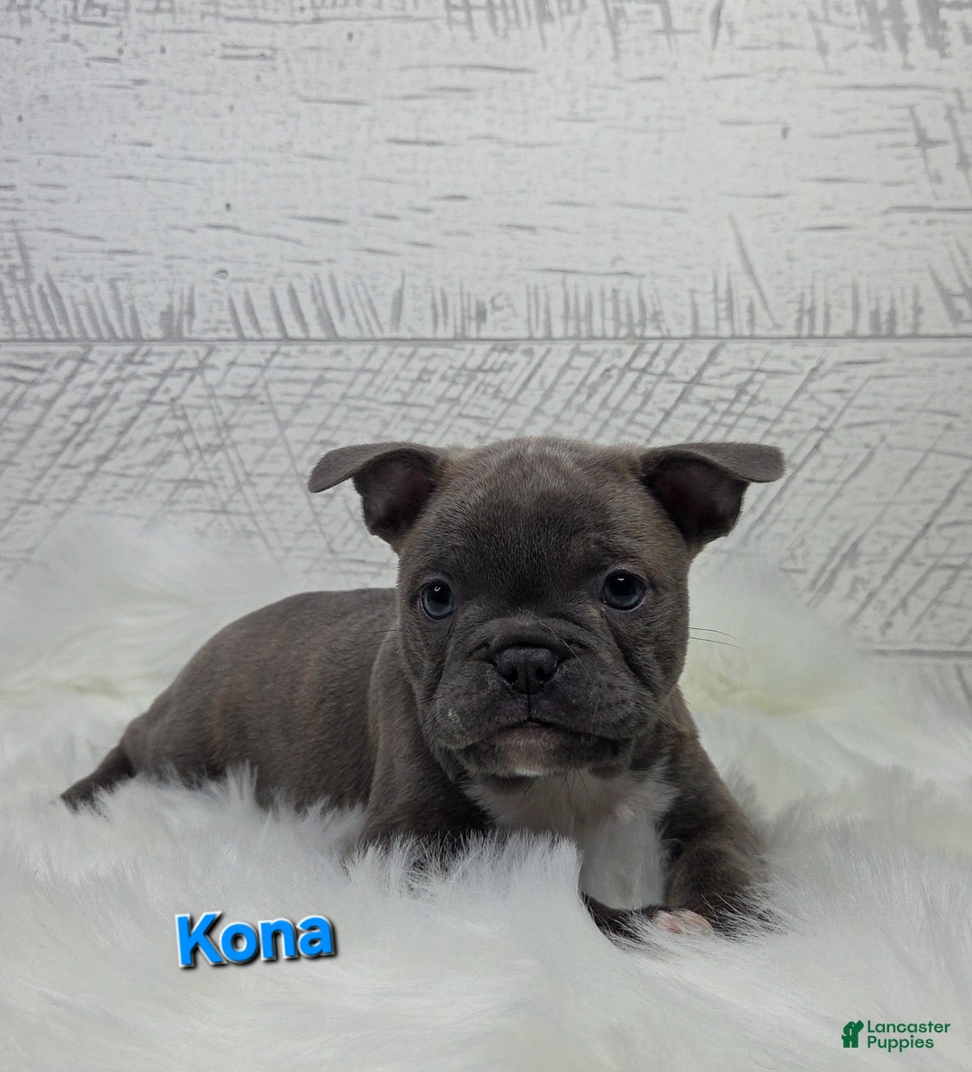 Frenchton dogs for sale: Kona - Ad 7