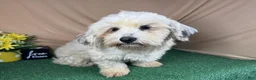 Havanese dogs for sale: Havanese 2 - Ad 5