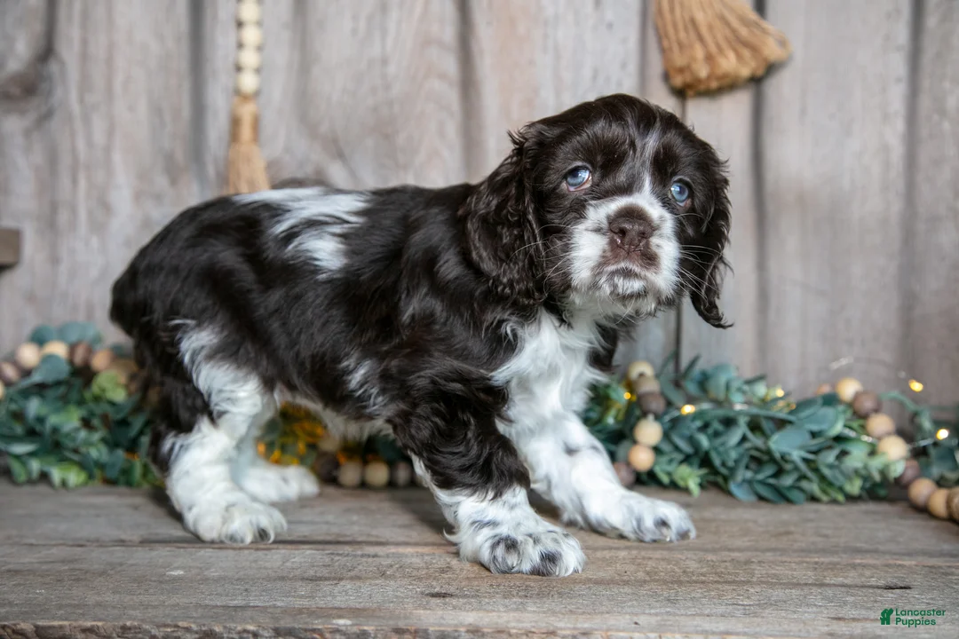 Cocker Spaniel dogs for sale: Cassie - Ad 3