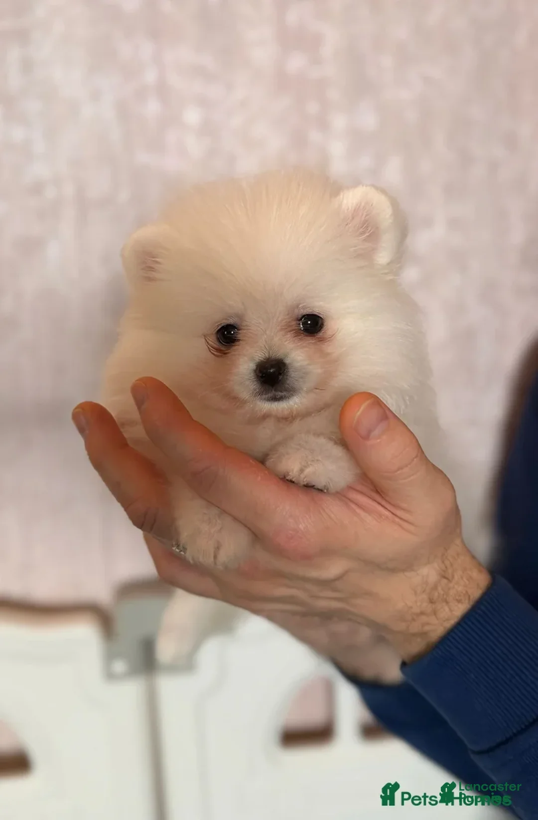 Pomeranian dogs for sale: Luna  - Ad 1