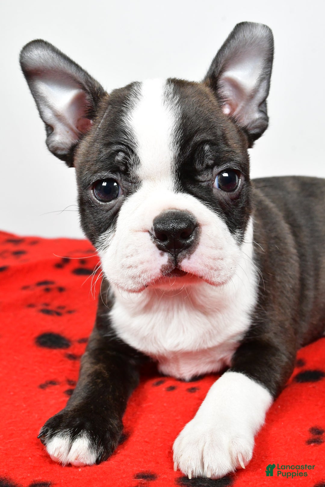 Boston Terrier dogs for sale: Rocky  - Ad 7