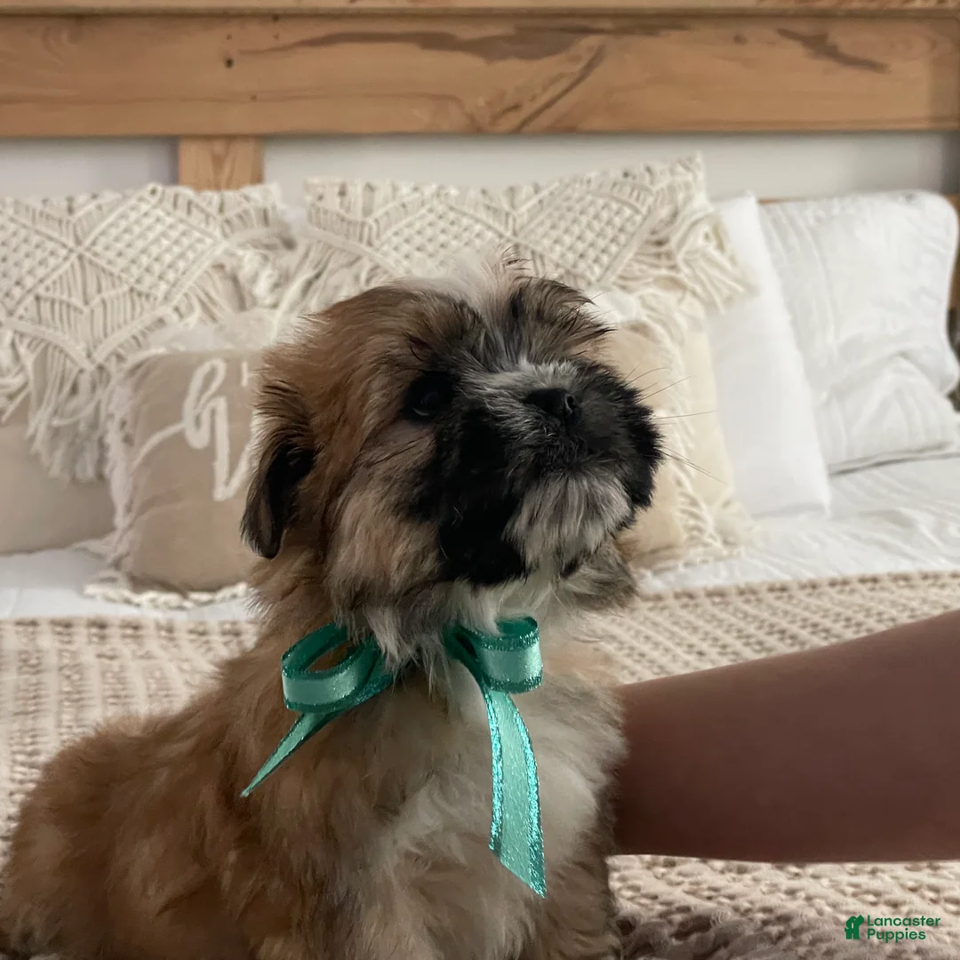 Morkie dogs for sale: Nacho - Ad 7