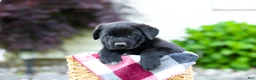 Sheprador dogs for sale: Bingo - Ad 5