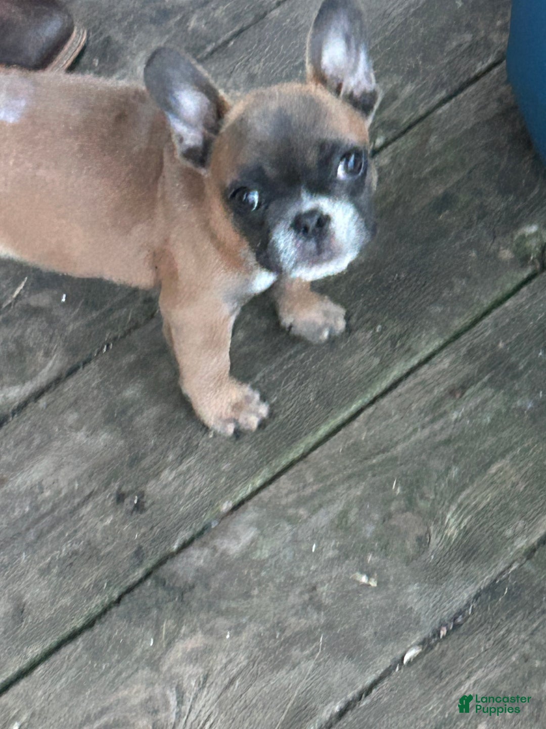 French Bulldog dogs for sale: French Bulldog Puppy 1 - Ad 6
