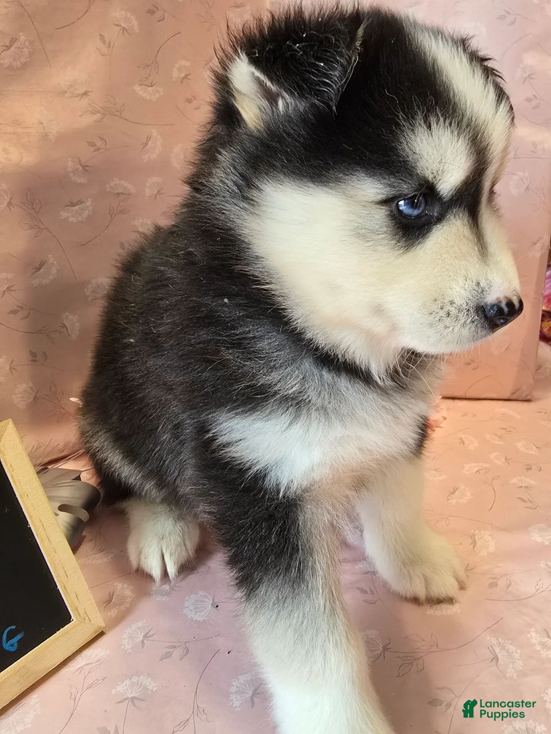 Pomsky dogs for sale: Pomsky king - Ad 2