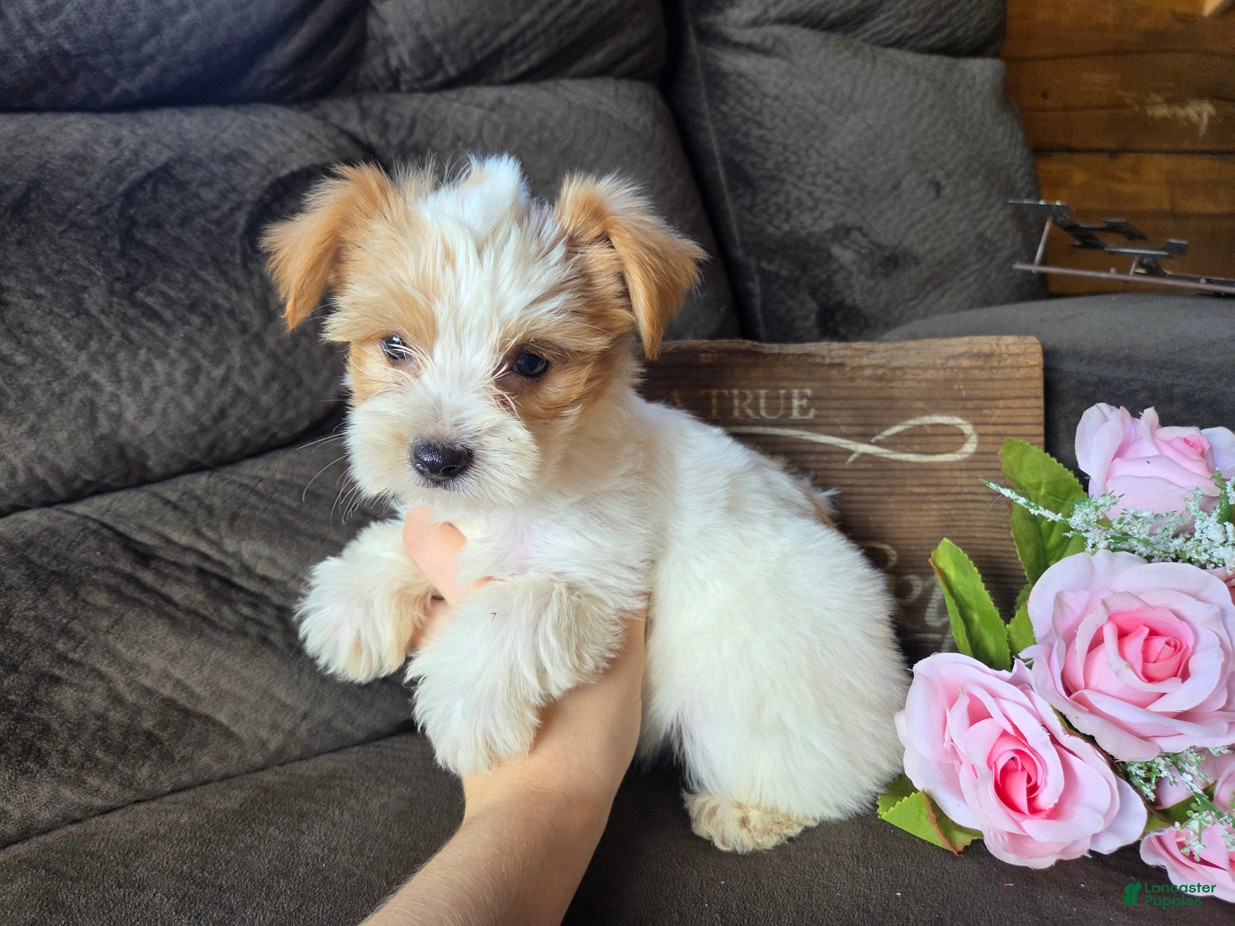 Yorkshire Terrier dogs Bunny - Ad 1