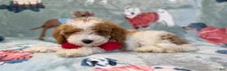 Miniature Poodle dogs for sale: Tater - Ad 2