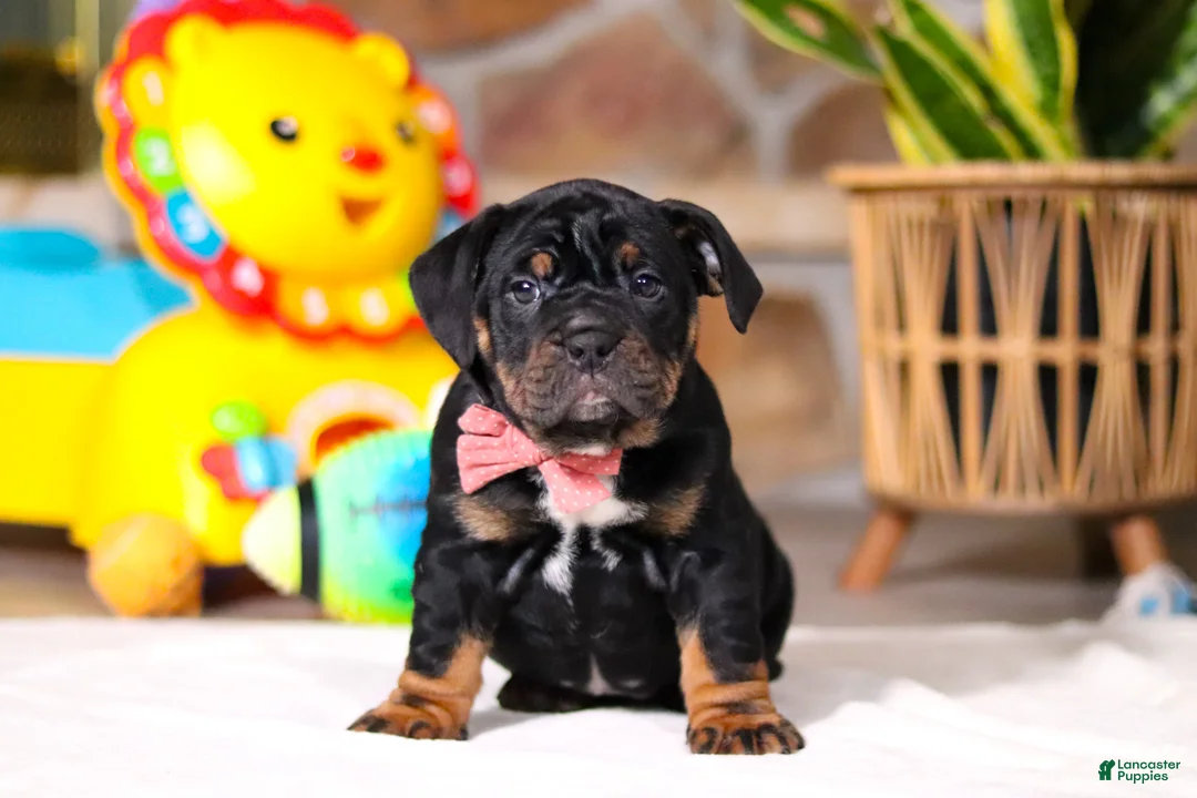 Beabull dogs for sale: Sally - Ad 2