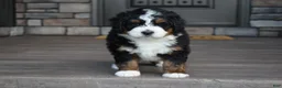 Mini Bernedoodle dogs for sale: Jett - Ad 9