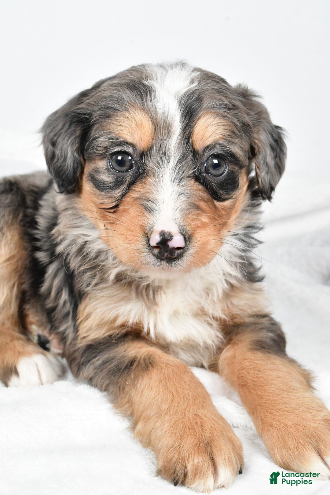 Bernedoodle dogs for sale: Angel - Ad 4