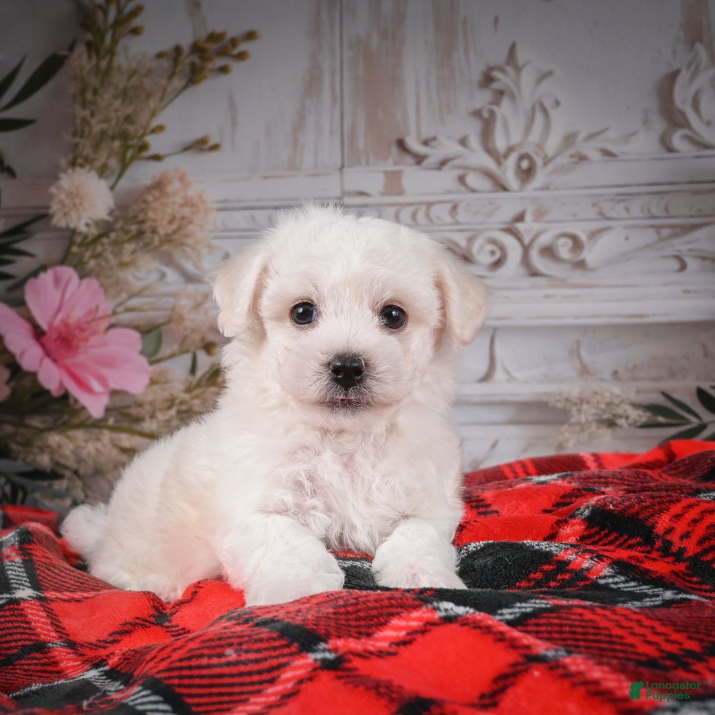 Bichon Frise dogs AKC-Romeo - Ad 1
